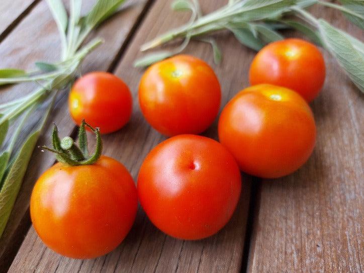 TOMATO CHERRY 'Tomme Toe' seeds - Standard packet (see description for seed quantity)