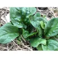 SPINACH 'Bloomsdale Longstanding' seeds - Standard Packet (see description for seed quantity)