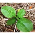 SPINACH 'Ceylon' Green / Climbing Spinach / Malabar Spinach seeds - Standard packet (see description for seed quantity)