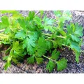 PARSLEY 'Italian' seeds / Continental / Flat leaf / Broad leaf - Standard Packet (see description for seed quantity)