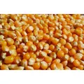 POPCORN / Corn seeds