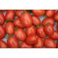 TOMATO 'Roma' seeds - Standard packet (see description for seed quantity)