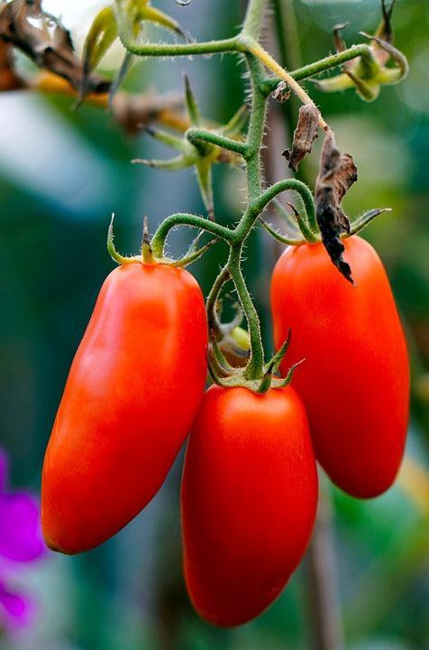 TOMATO 'San Marzano' seeds - Standard packet (see description for seed quantity)