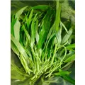 KANG KONG 'Bamboo Leaf' / Ong Hung Choy / Water Spinach seeds