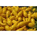 SQUASH / ZUCCHINI 'Crookneck' seeds - Standard packet (see description for seed quantity)