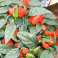 Chilli - Samba Red seeds
