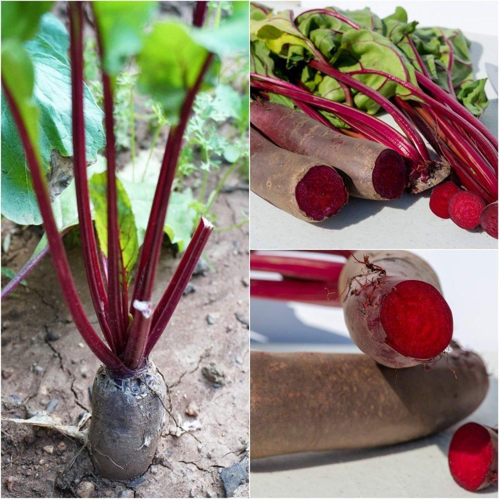 Beetroot - Cylindra seeds