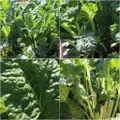 Silverbeet - Fordhook Giant seeds
