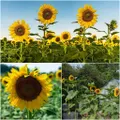 Sunflower - Giant Single seeds