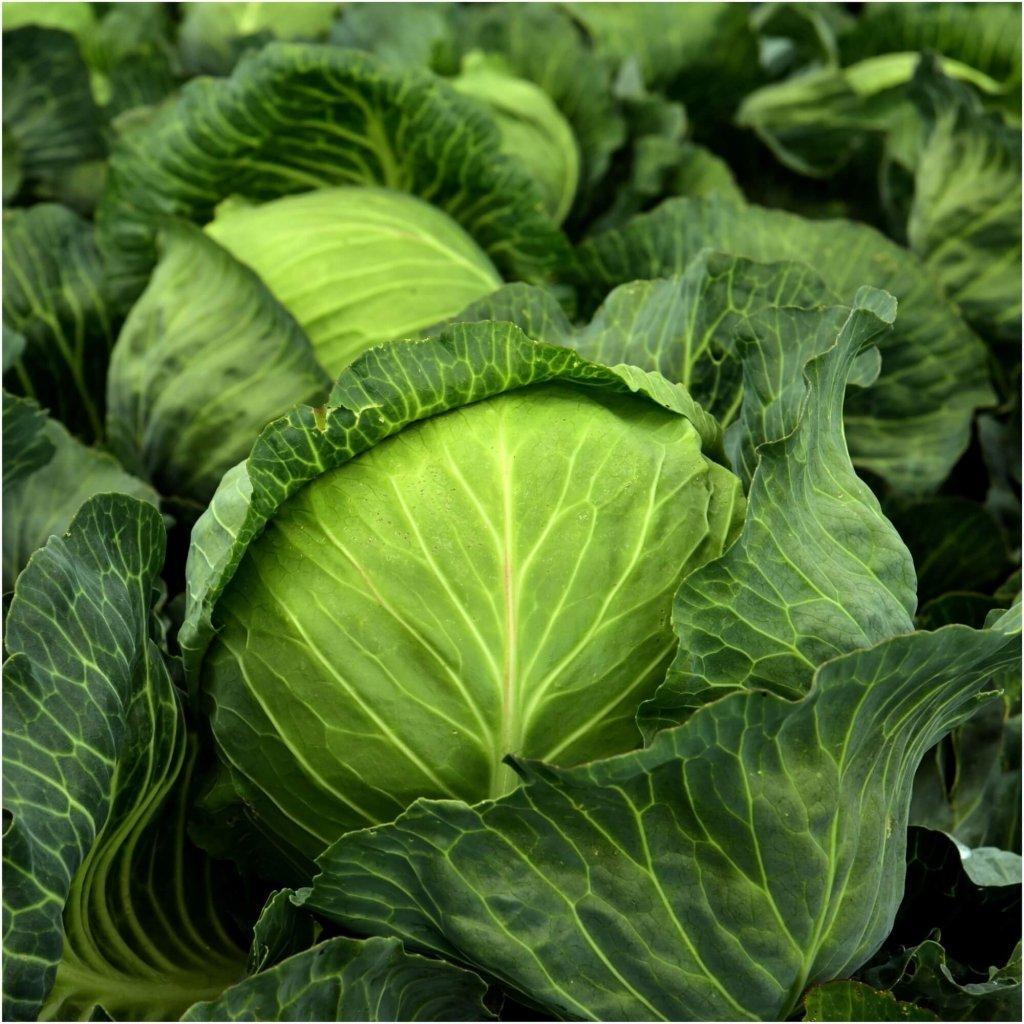 Cabbage - Golden Acre seeds