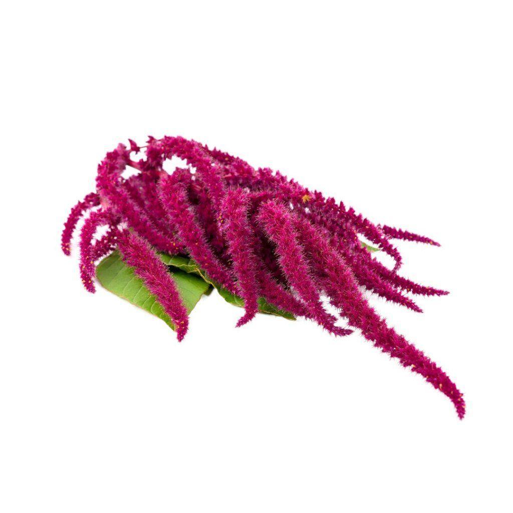 Amaranth - Red Cathedral seeds