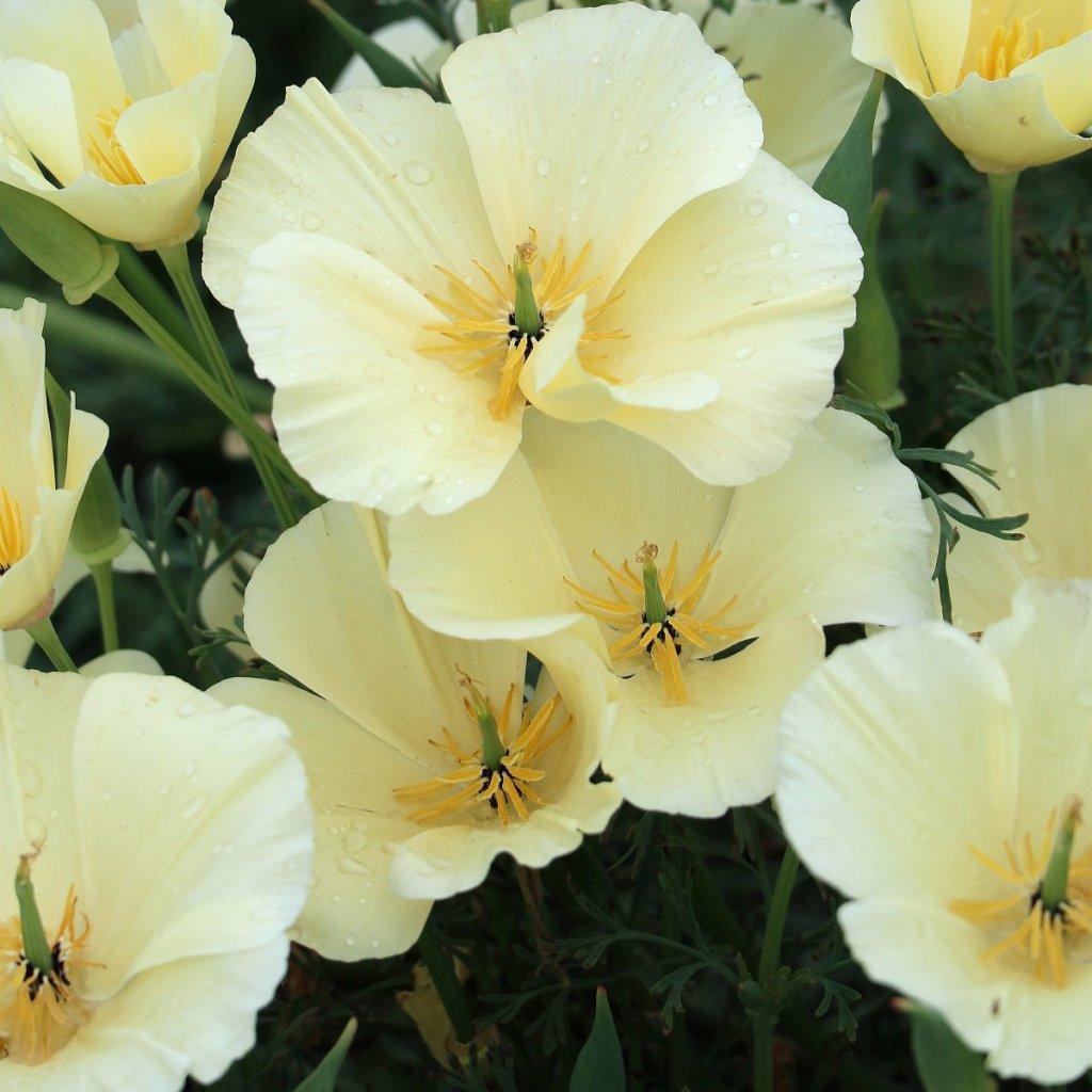 Californian Poppy - Alba Cream White seeds