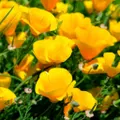 Californian Poppy - Golden West seeds