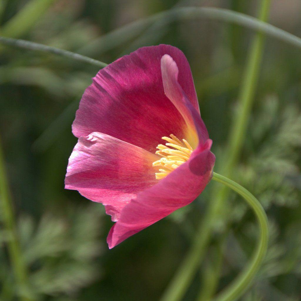 Californian Poppy - Purple Gleam seeds