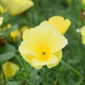 Californian Poppy - Sundew seeds