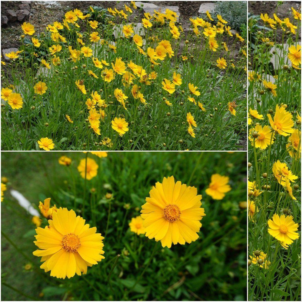 Coreopsis - Mayfield Giants seeds