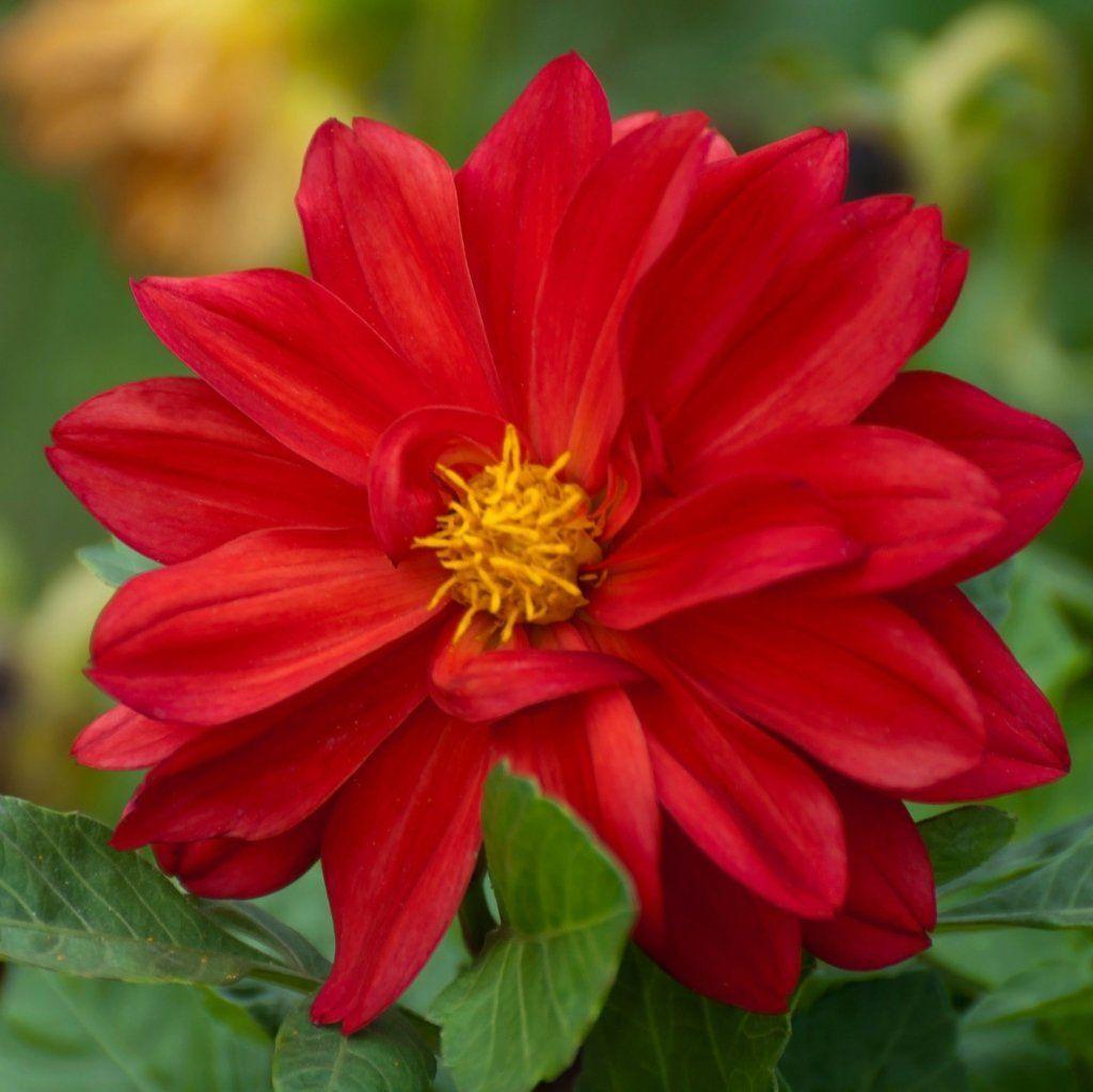 Dahlia - Delight Red Shades seeds
