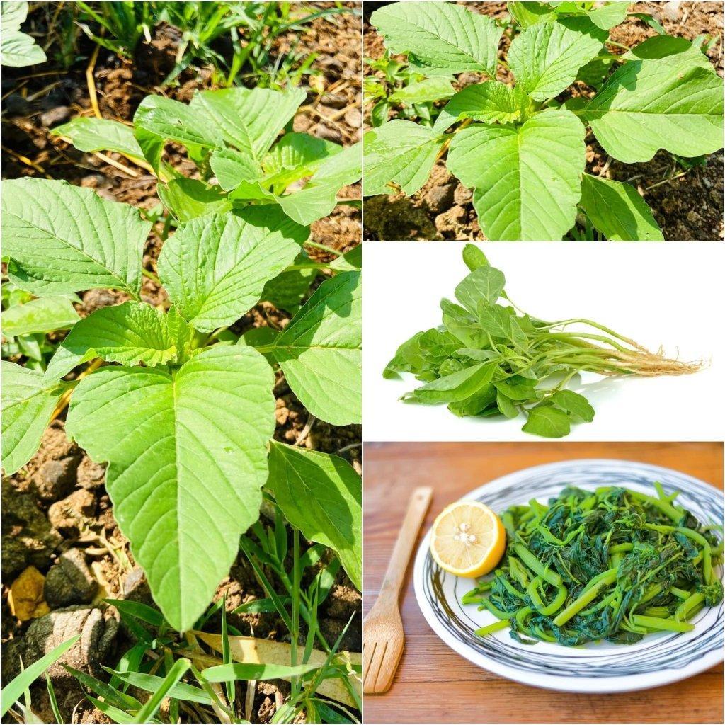 Amaranth - Green Leaf seeds