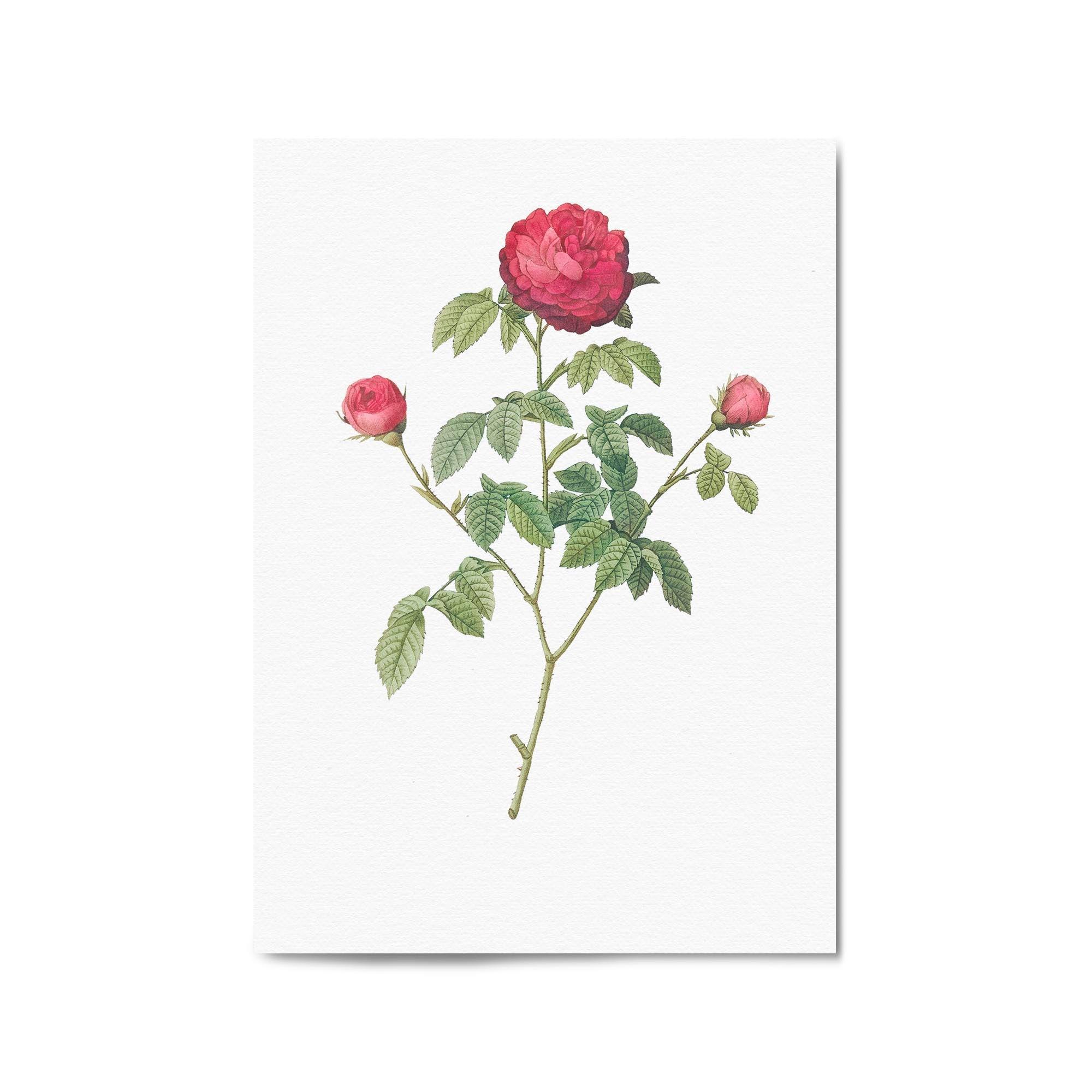 Flower Botanical Painting Kitchen Hallway Wall Art #3: Poster Print, Canvas or Framed