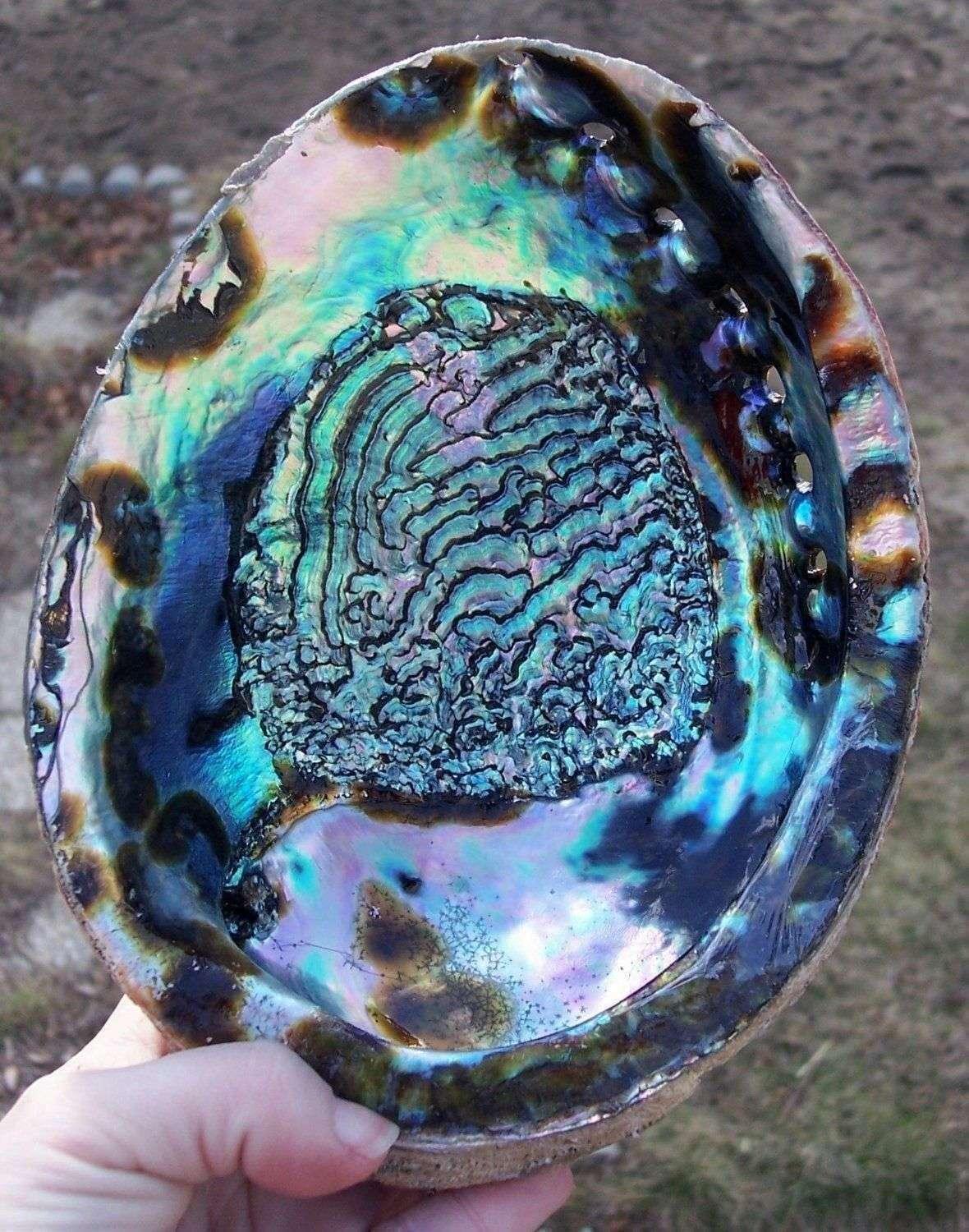 Crystal Wonderland Abalone Shell Polished Large 15cm