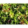 MESCLUN MIX - Summer Blend seeds - Standard Packet (see description for seed quantity)