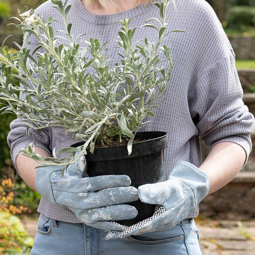 Jardinopia Garden Decor - Beatrix Potter Adult Gardening Gloves
