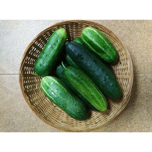 CUCUMBER 'Marketmore 76' seeds - Standard packet (see description for seed quantity)