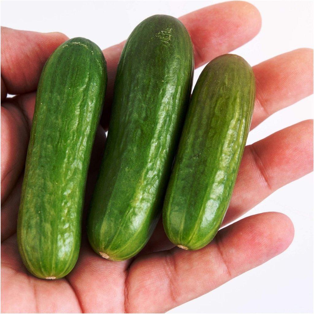 Cucumber - Baby Snack Poco F1 seeds