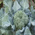 BROCCOLI 'Di Cicco' seeds - Standard Packet (see description for seed quantity)