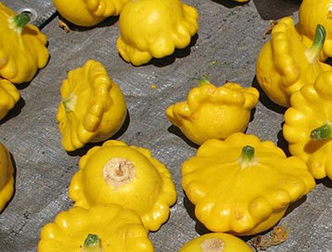 SQUASH 'Golden Pattypan' seeds - Standard packet (see description for seed quantity)