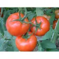 TOMATO 'Canabe Super' seeds - Standard packet (see description for seed quantity)