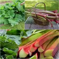 Rhubarb - Glaskins Perpetual seeds