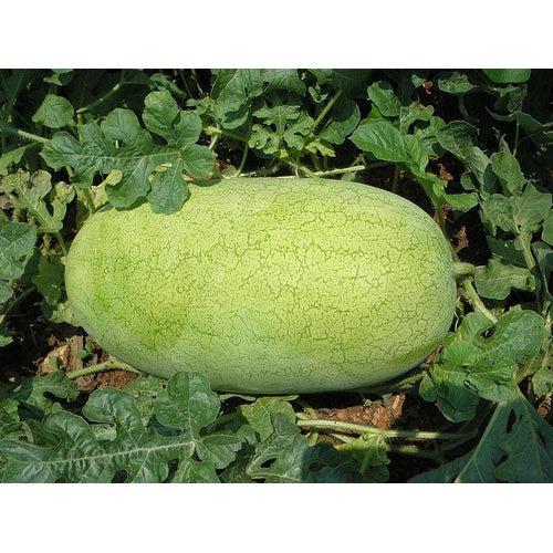 WATERMELON 'Candy Red' / 'Charleston Grey' seeds - Standard packet (see description for seed quantity)