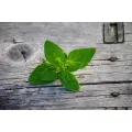 OREGANO seeds - Standard Packet (see description for seed quantity)