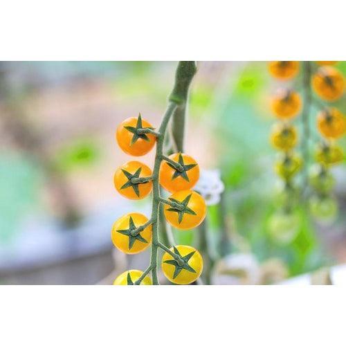 TOMATO CHERRY 'Yellow Currant' seeds - Standard packet (see description for seed quantity)