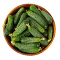 Cucumber - Pioneer F1 seeds