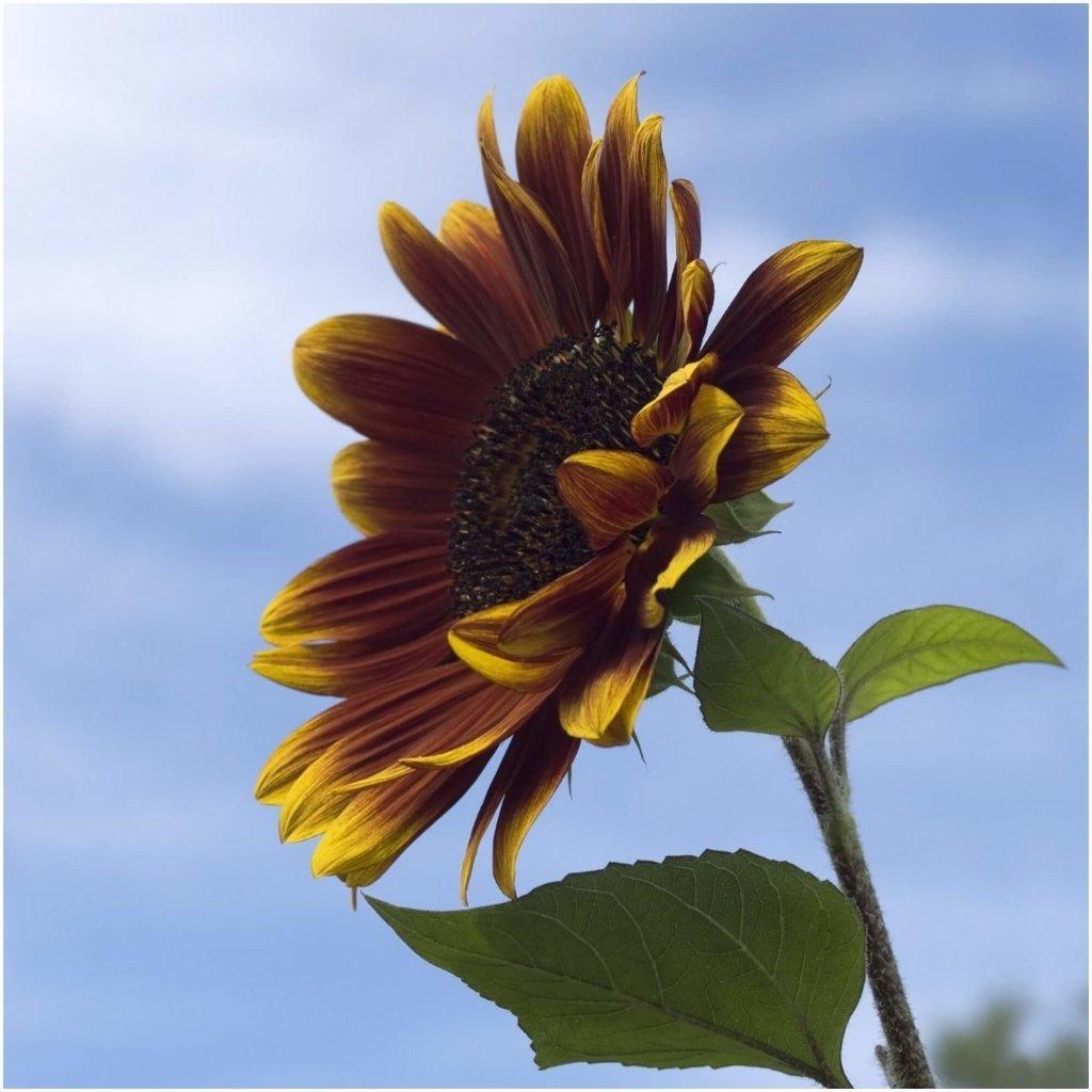 Sunflower - Royal Velvet seeds