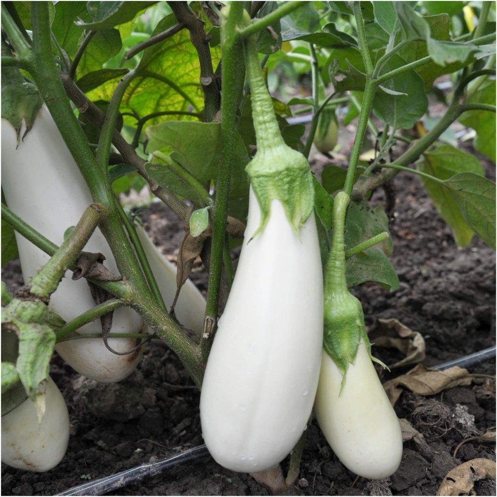 Eggplant - Snowy seeds