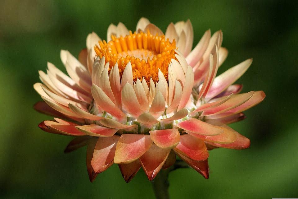 PAPER DAISY 'Salmon Rose' / STRAWFLOWER / EVERLASTING DAISY seeds - Standard Packet (see description for seed quantity)