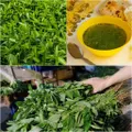 Spinach - Egyptian seeds