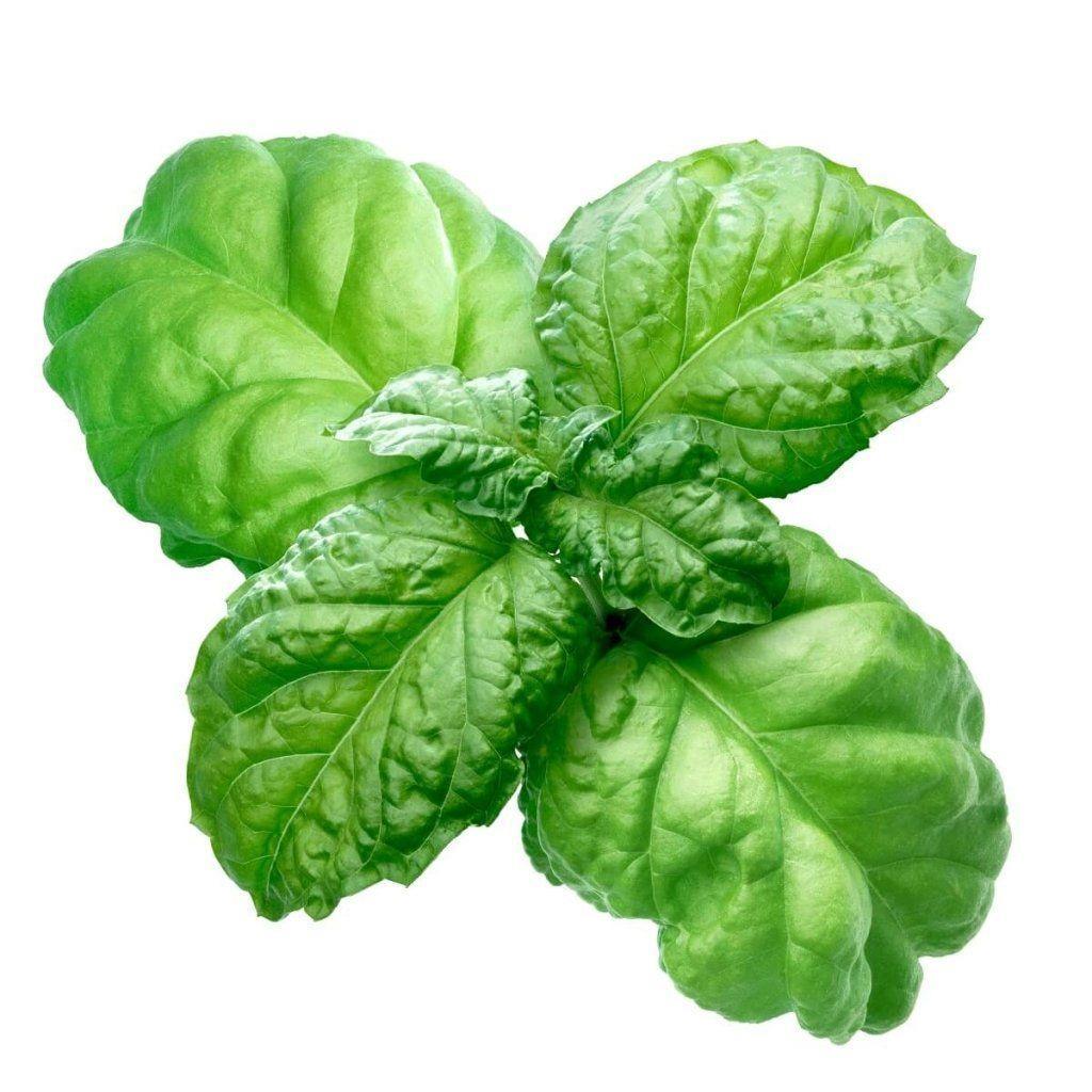 Basil - Lettuce Leaf seeds