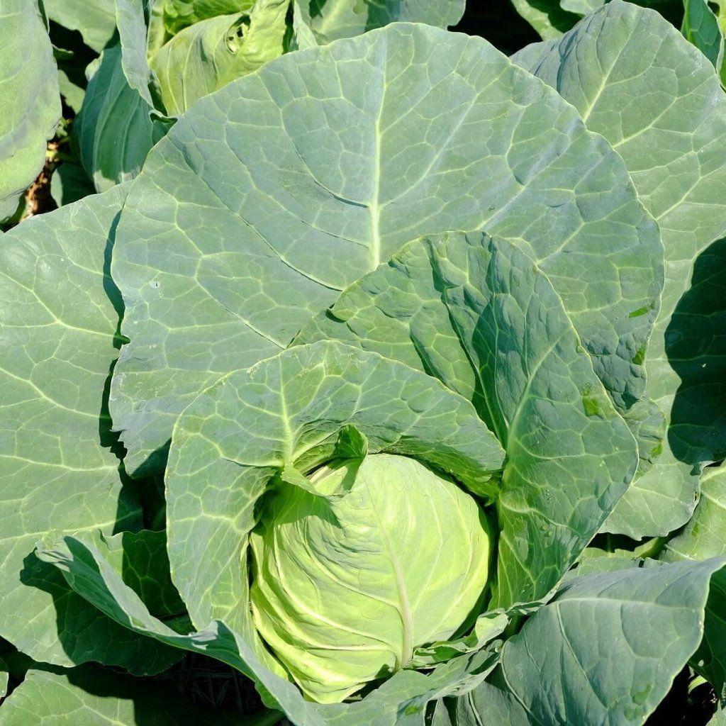 Cabbage - Charleston Wakefield seeds