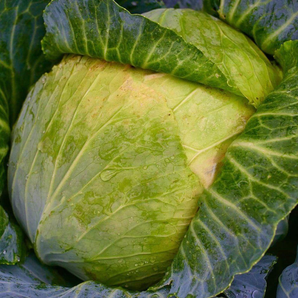 Cabbage - Early Round Dutch seeds