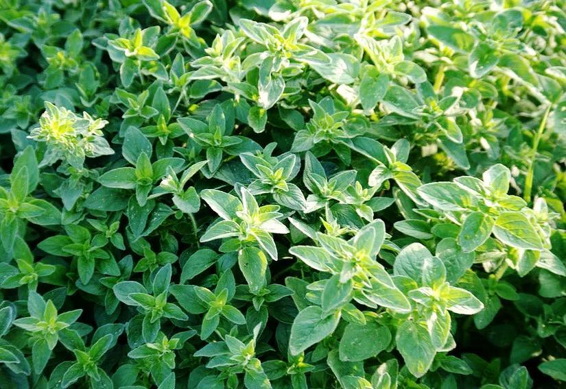 OREGANO 'Greek' seeds - Standard Packet (see description for seed quantity)