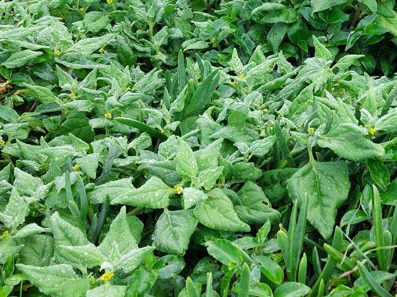 WARRIGAL GREENS / New Zealand Spinach NATIVE seeds - Standard packet (see description for seed quantity)