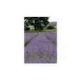 Kevin Milner Lavender Countryside Greetings Card (Lavender Purple/Green) (One Size)