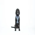 Neoprene Dog Harness (Navy Ikat) - XXL
