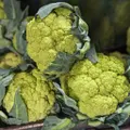 Cauliflower - Green Storm F1 seeds