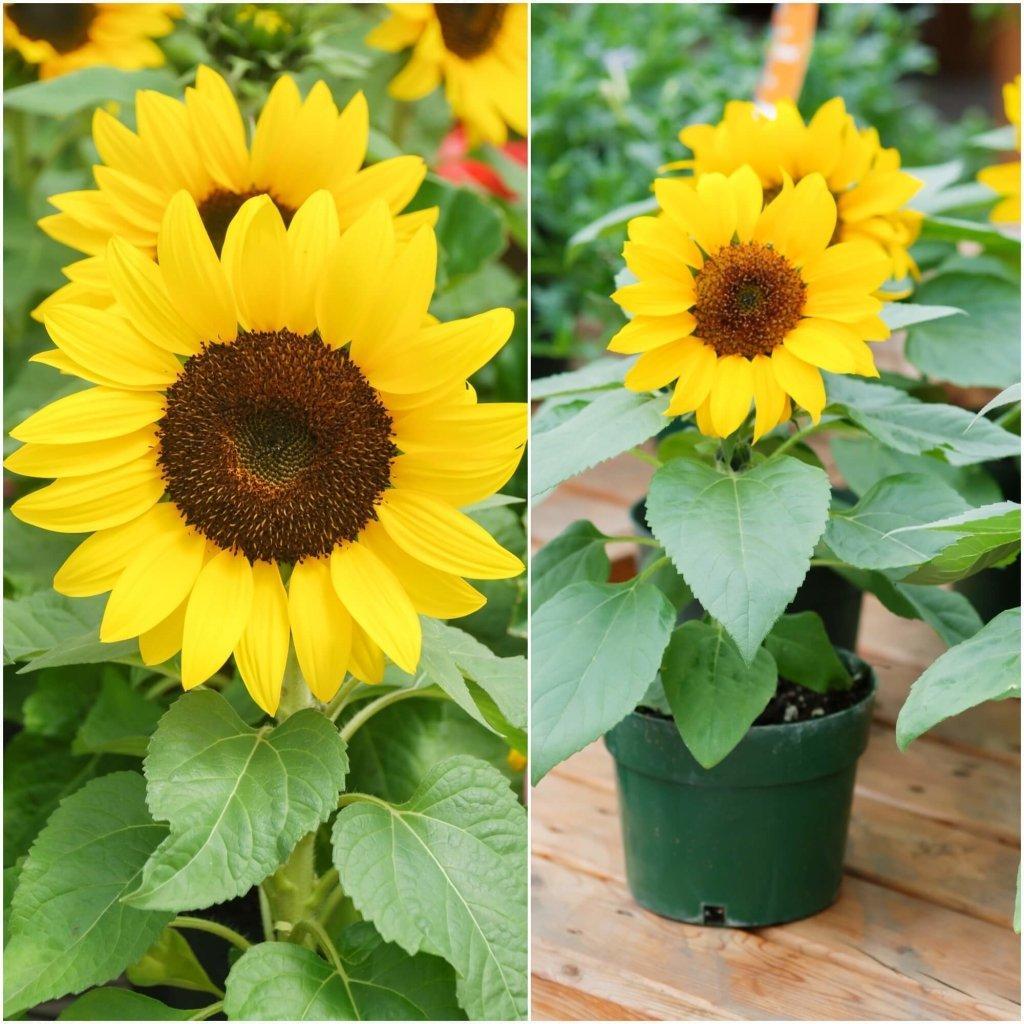 Sunflower - Flare (Pot) seeds