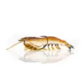 95mm Chasebait Heavy Flick Prawn Soft Plastic Fishing Lure with 7gm Lead Weight - Native Prawn